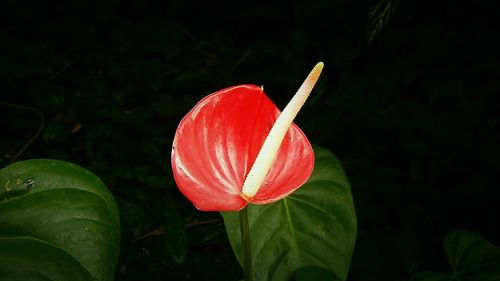 Close-up of plant growing in the dark