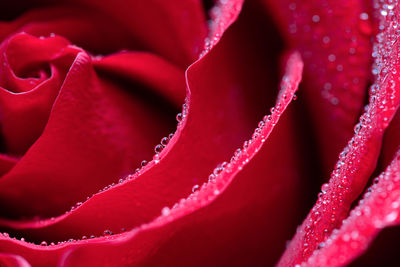 A red rose with dew drops on the petals. close-up. macro.