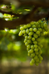 Close-up of grapes growing in vineyard