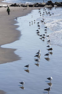 Flock of birds in water