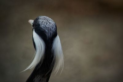 Close-up of bird perching outdoors