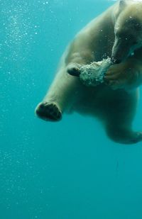 Polar bear swimming in fish tank at zoo