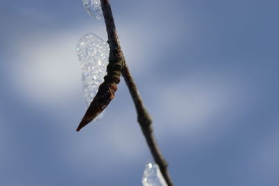 Low angle view of plant against sky