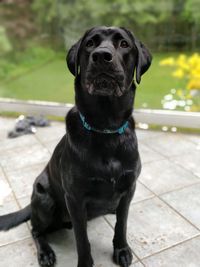 Dog sitting on footpath