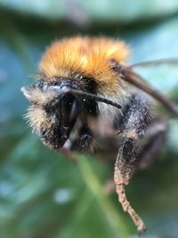 Close-up of insect