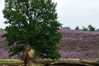 Scenic view of flowering trees on field against sky