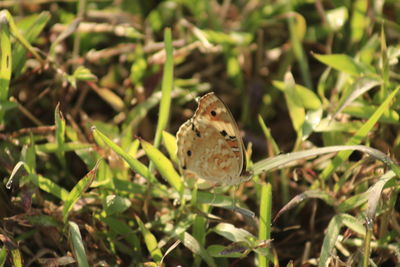 Close-up of butterfly on plant