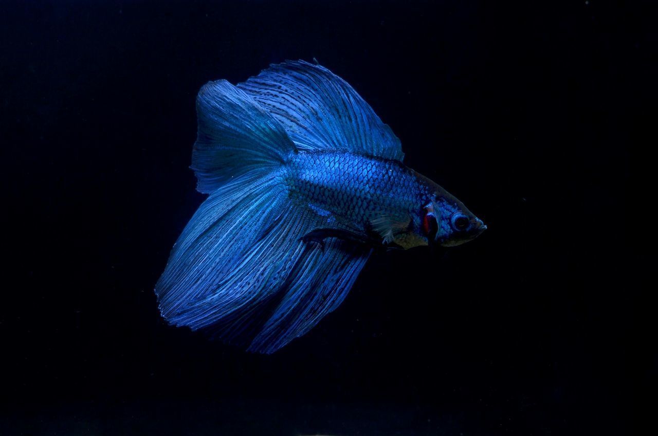 CLOSE-UP OF FISH SWIMMING UNDERWATER