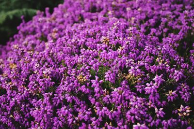 Close-up of purple flowering plant in field