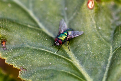 Close-up of fly on leaf