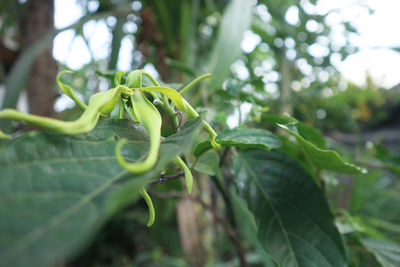 Close-up of green leaves on plant