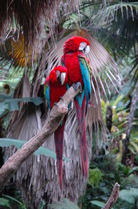 Close-up of macaws