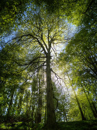 Low angle view of trees