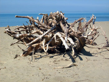 Close-up of driftwood on beach