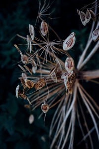 Close-up of dry flower