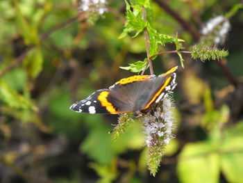 Butterfly pollinating flower