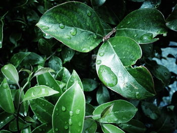 Close-up of raindrops on leaves