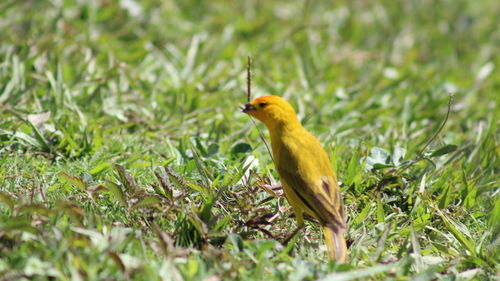 Yellow bird un greend grass