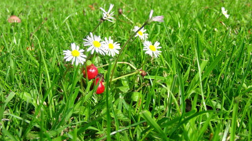 Close-up of poppy on grass