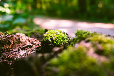 Close-up of moss growing on field