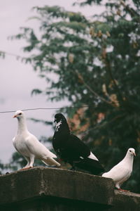 Close-up of seagulls perching on railing