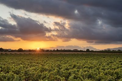 Scenic view of agricultural field against sky during sunset