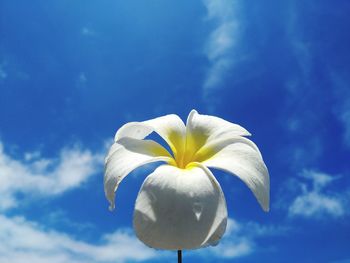 Close-up of white flower against blue sky