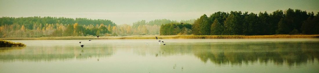 Reflection of trees in lake