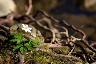 Close-up of white flowering plant