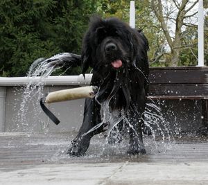 Playful black dog shaking off water