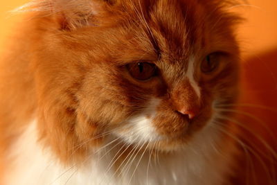 Close-up portrait of cat