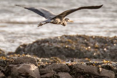 Seagull flying over rocks