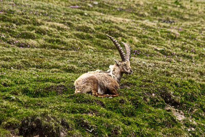 View of giraffe on grassy field
