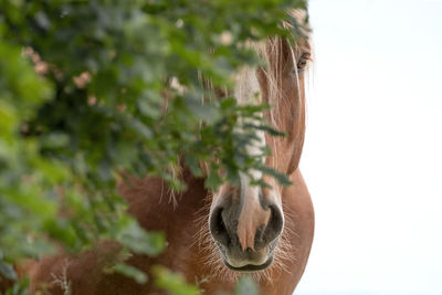 Close-up of  horse against blurred background