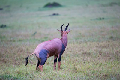 Deer in a field