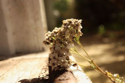 Close-up of small white flowering plant