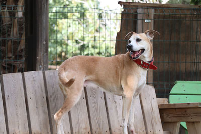 View of a dog on wood