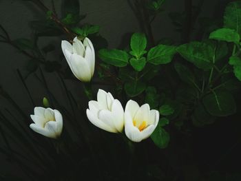 Close-up of white frangipani blooming outdoors