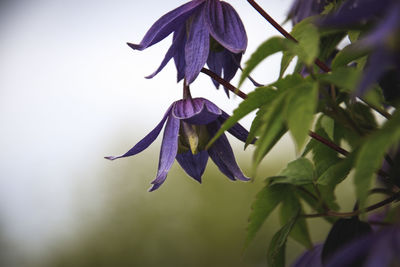 Close-up of purple flowering plant
