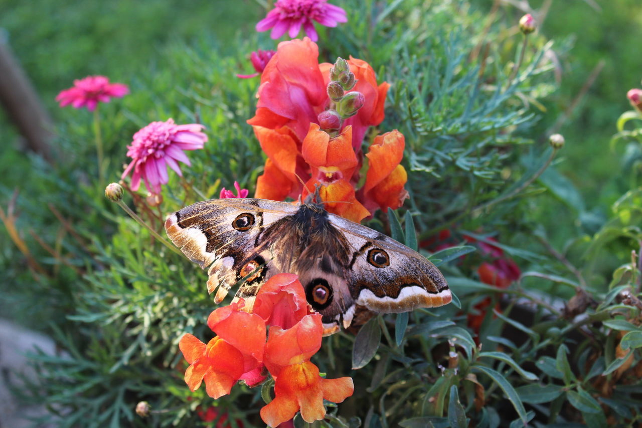 flower, nature, beauty in nature, plant, outdoors, growth, no people, animals in the wild, multi colored, butterfly - insect, day, animal themes, fragility, close-up, flower head