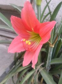 Close-up of pink flower