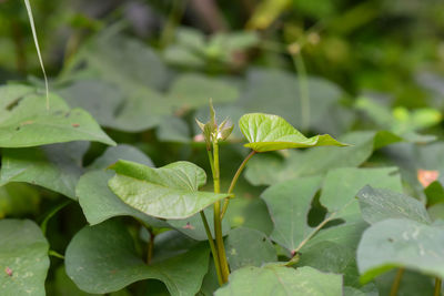 Close-up of green leaves