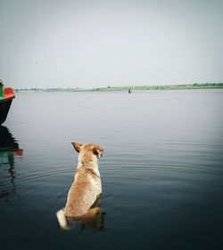 Dog on sea against clear sky