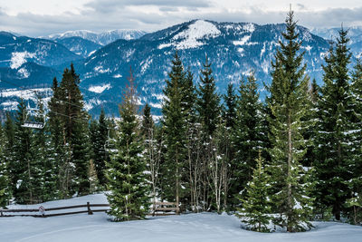 Pine trees on snow covered land against sky