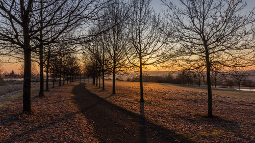 Bare trees on field during autumn