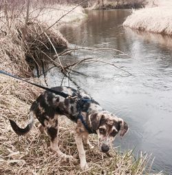 Dog by water