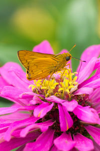 Close-up of butterfly pollinating on pink flower