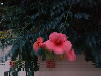 Pink flower floating on water in lake