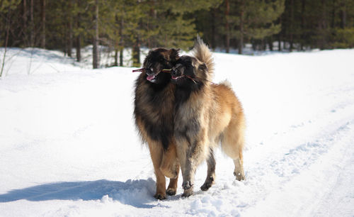 Dog on snow covered land