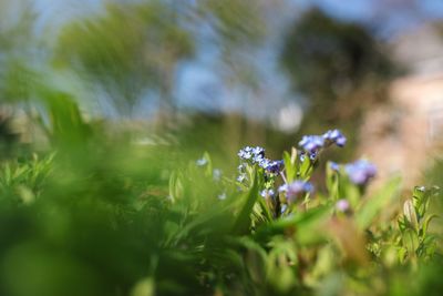 Close-up of purple flowering plants on field